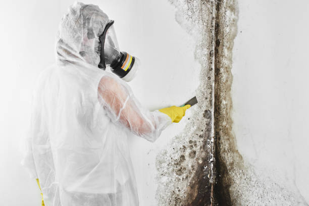 Best Mold Remediation Services  in Perryman, MD