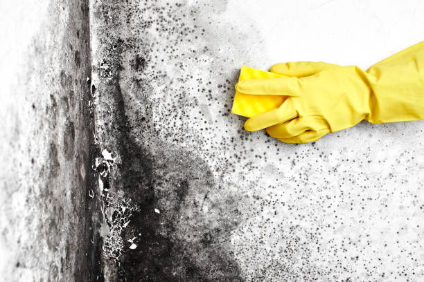 Best Toxic Mold Removal  in Perryman, MD