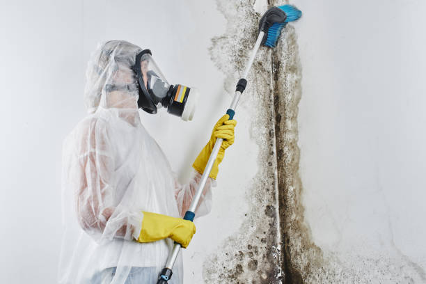 Mold Removal and Inspection