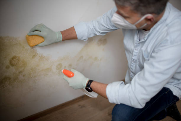 Best Certified Mold Removal  in Perryman, MD