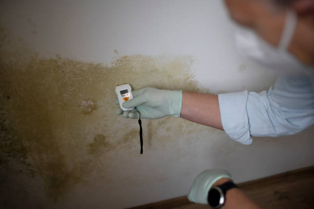 Best Mold Damage Repair  in Perryman, MD