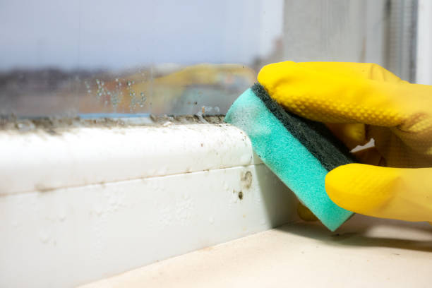 Best Commercial Mold Removal  in Perryman, MD