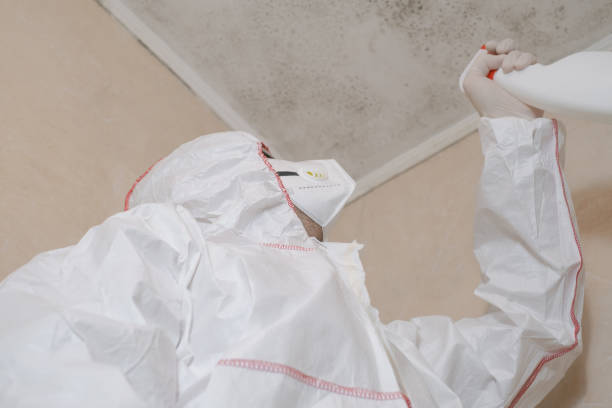 Best Black Mold Removal  in Perryman, MD