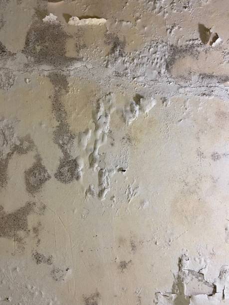 Home Mold Removal in Perryman, MD