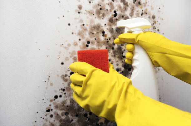 Best Office Mold Removal Services  in Perryman, MD